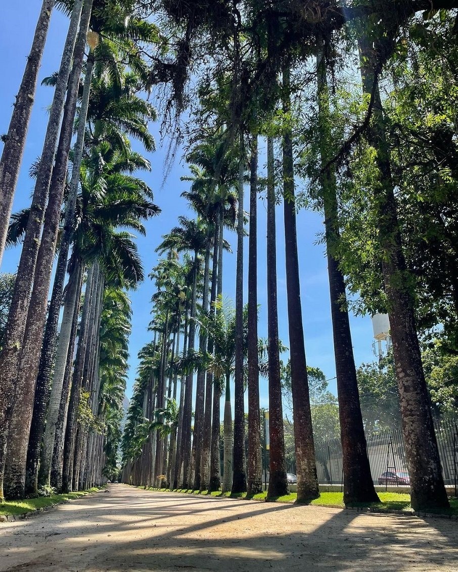 O Jardim Botânico, no Rio de Janeiro