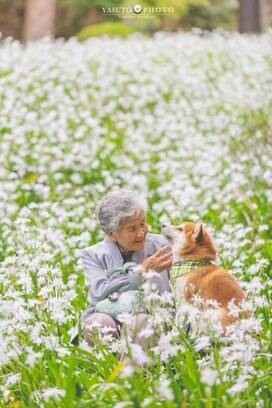 Relação de idosa com cachorro da raça shiba inu é única . Foto: Reprodução Twitter/ Yasuto Photo