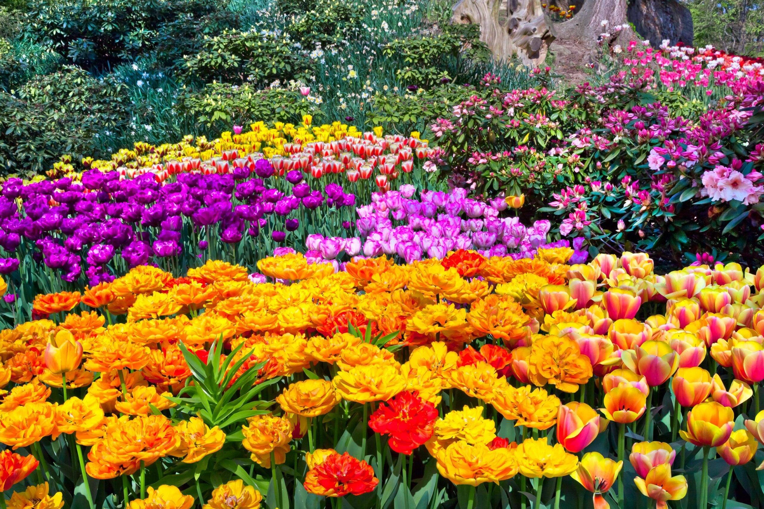 Cidade concentra maioria da produção floral do Brasil