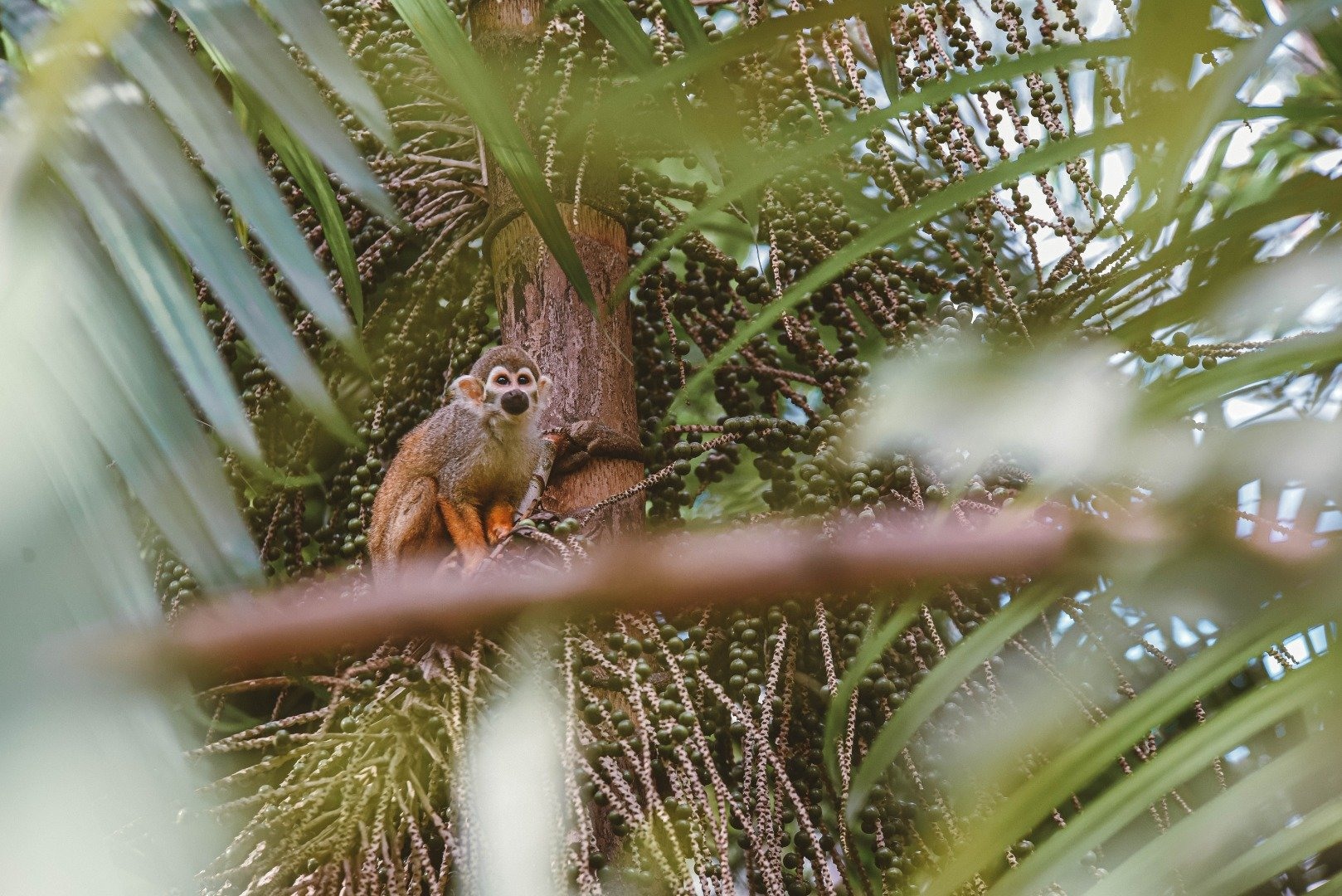 Macaco-prego no Valparaíso Adventure Park