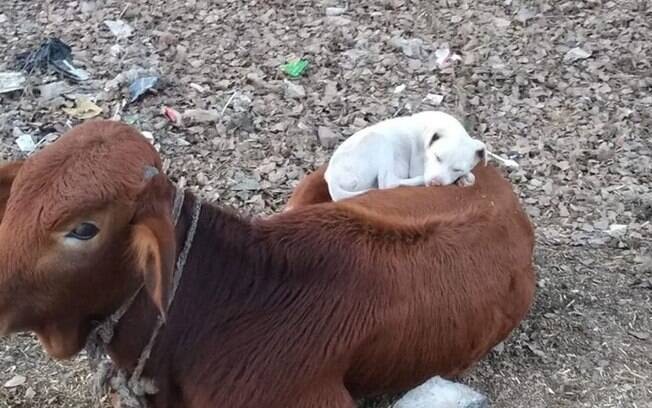 Vaca e cão