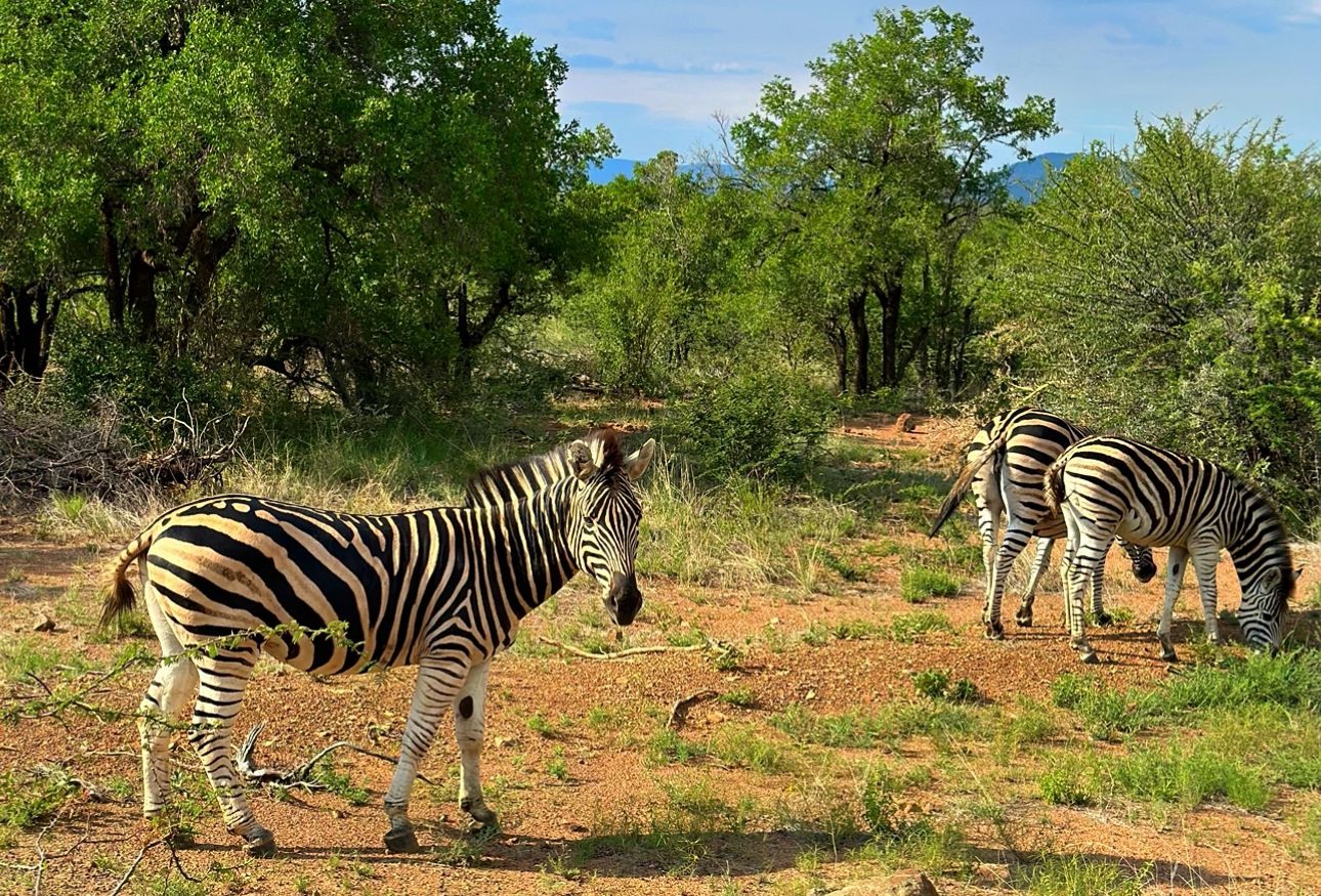 Saiba como é fazer safári e se hospedar na savana africana. Foto: Arquivo pessoal