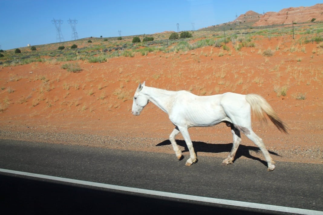 Rafaella Ferraz em viagem pelo Grand Canyon