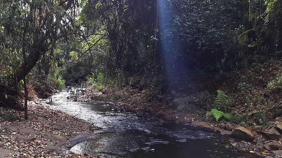 Os caminhos para as cachoeiras são cheios de surpresas. Foto: Felipe Carvalho/iG