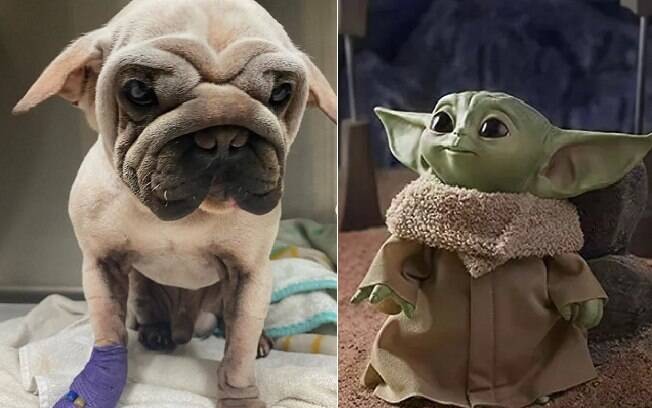 foto do cachorro ao lado de foto do baby yoda