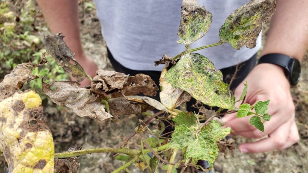 Goiás proíbe o cultivo de feijão para combater a mosca-branca