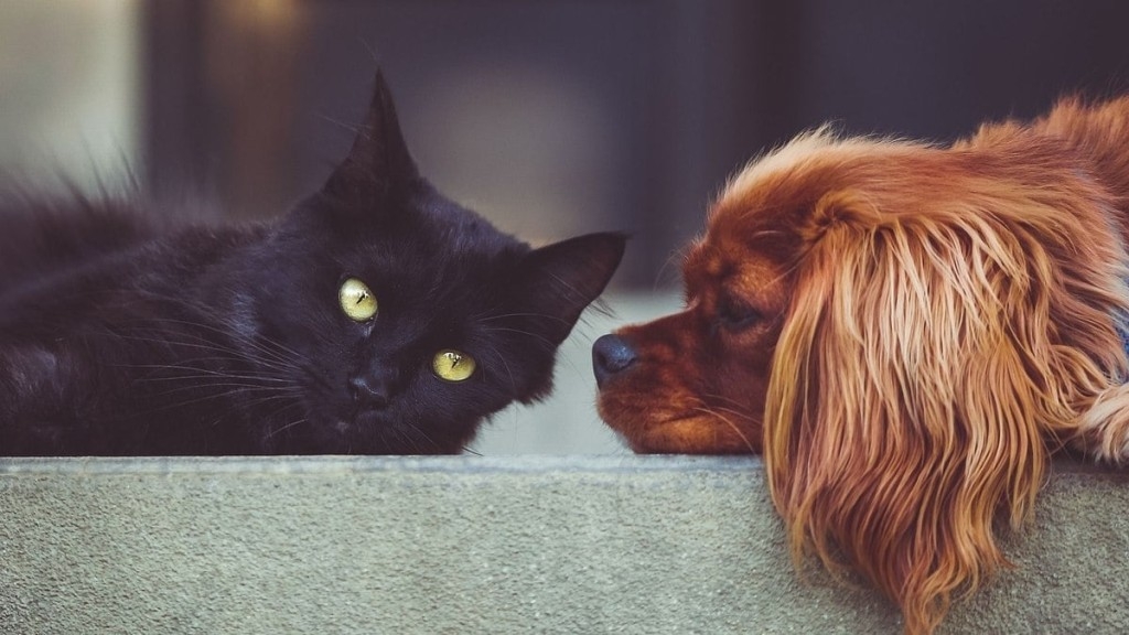 ESTADÃO CONTEÚDO Cães e gatos também enjoam em viagens