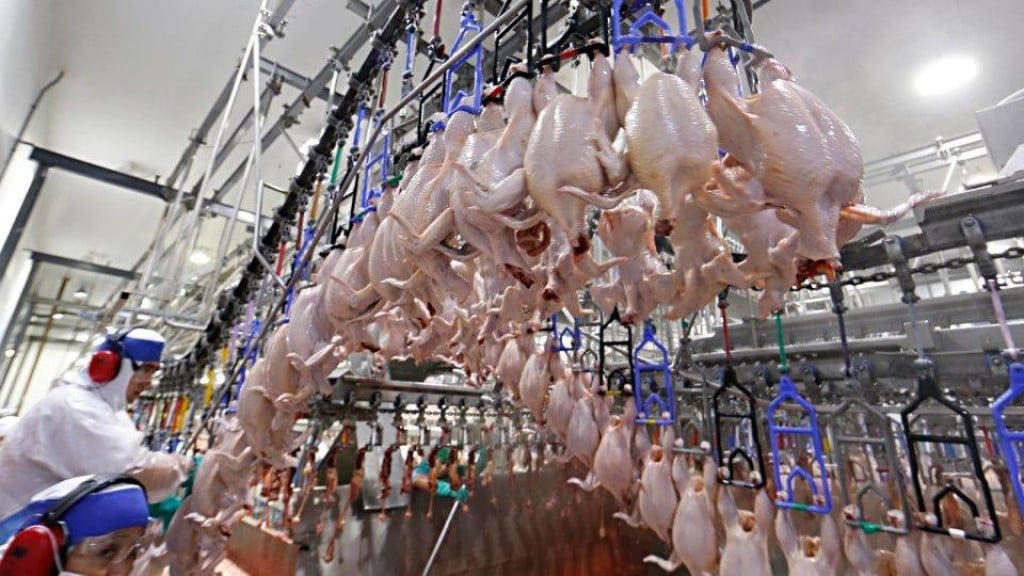 Exportações de frango cresceram em julho apesar de surto de Newcastle