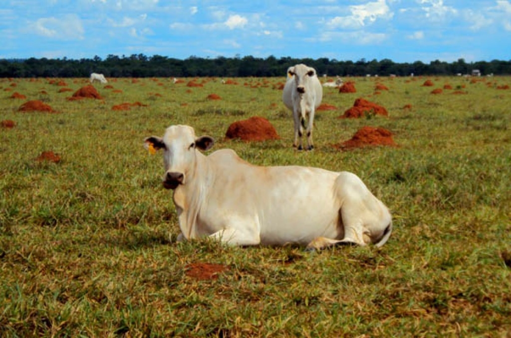 Estudo revela ineficácia do crédito subsidiado na recuperação de pastagens