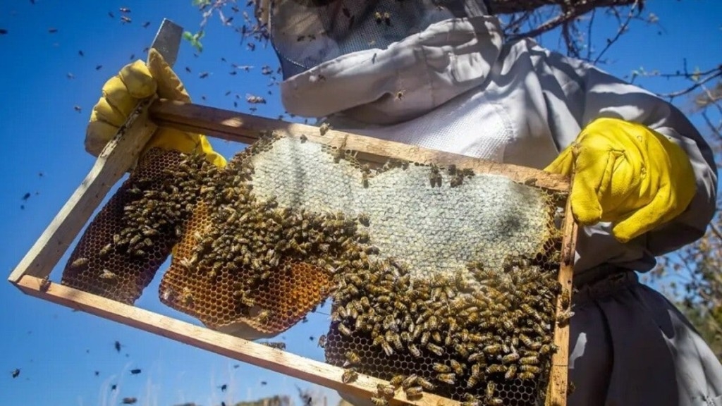 Agência Brasil Rio Grande do Sul contabiliza perda de 17 mil colmeias desde enchentes