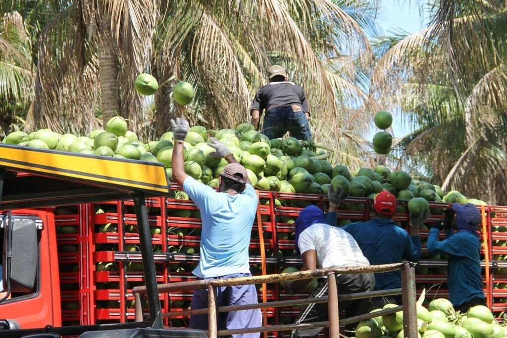 Vice-presidente da FPA cria lei de incentivo à cocoicultura