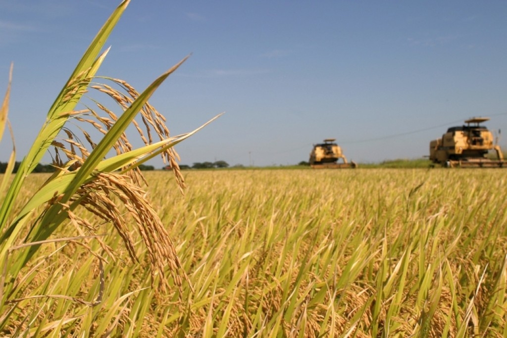 Depois de muita polêmica, Governo enterra de vez o leilão de importação de arroz