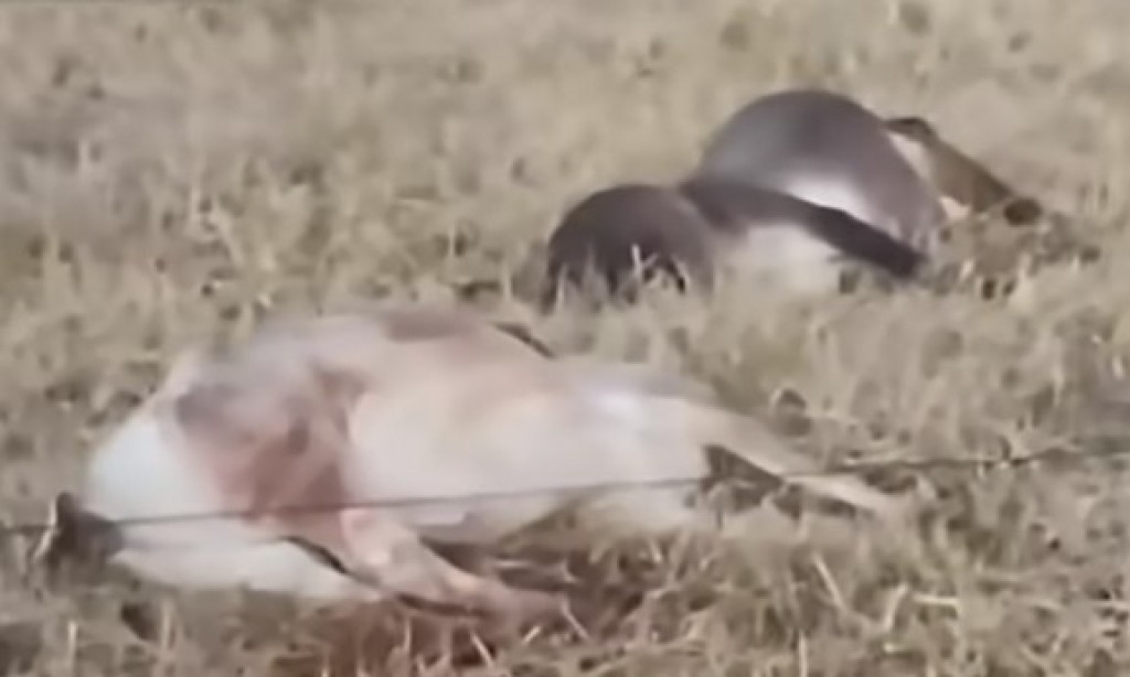 Depois de uma semana de calor, vem aí nova onda de frio: gado preocupa