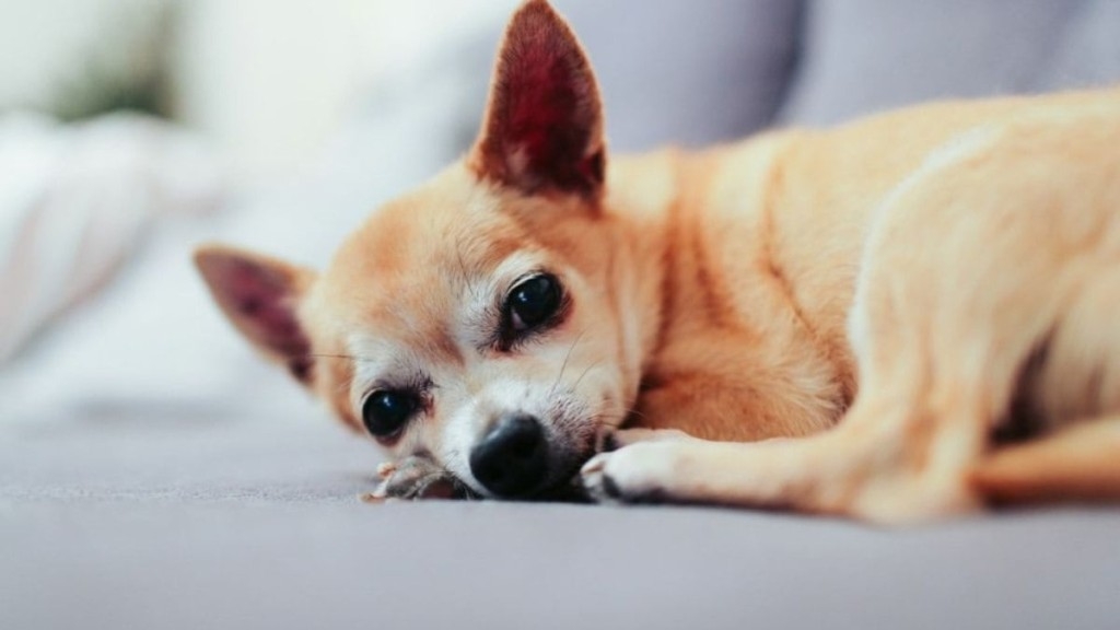 Redação GPS Com a queda das temperaturas, cães idosos precisam de cuidados especiais