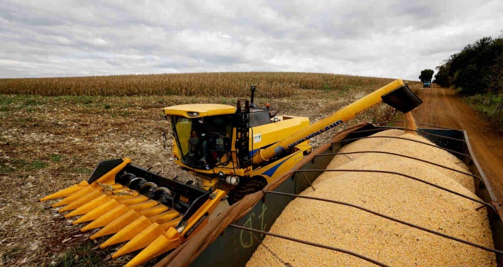 Seca reduz produção do milho safrinha em Mato Grosso do Sul