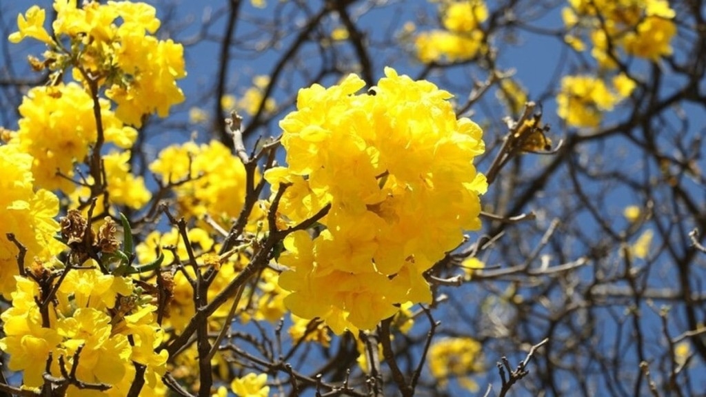 Agência Brasília Floração simultânea de ipês embeleza as ruas do Distrito Federal