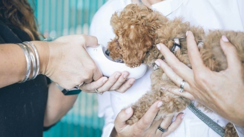 Yumi KuwanoTem pet em casa? Saiba quais cuidados tomar com a saúde deles em tempos de