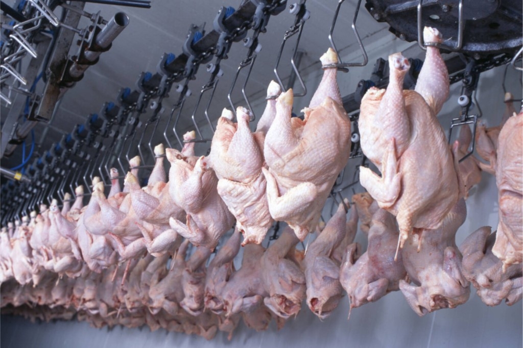 Produção de carne de frango deve chegar 2024 com 15 milhões de toneladas