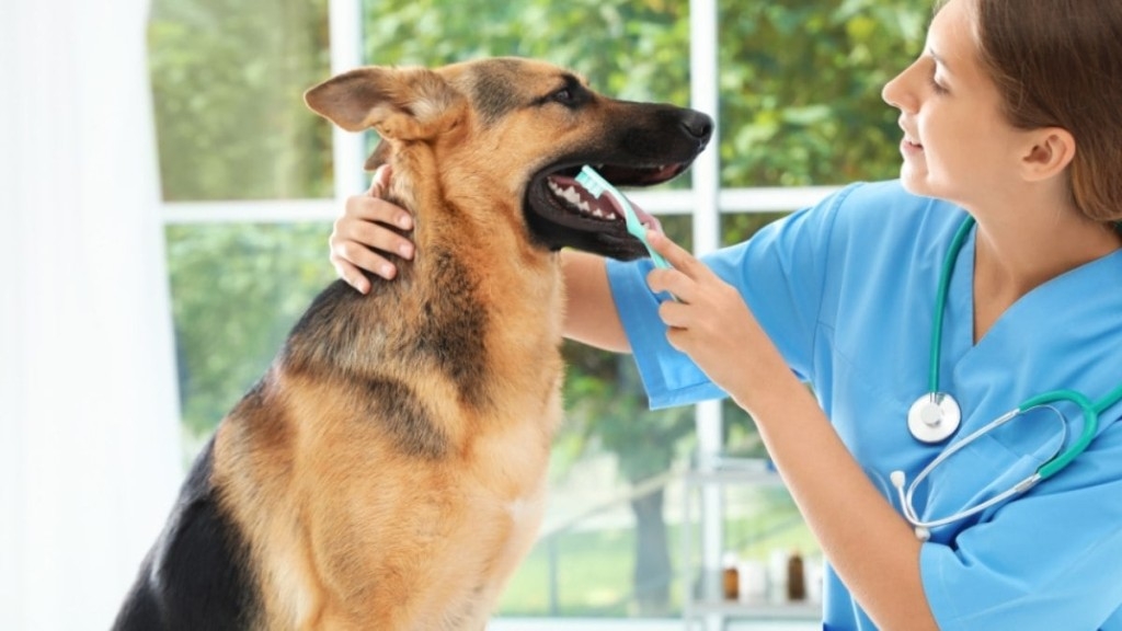 Emanuelly Fernandes Saúde bucal dos pets: especialista explica a necessidade da prevenção