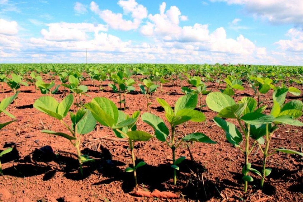 Custos da soja em Mato Grosso sobem impulsionados pelos fertilizantes