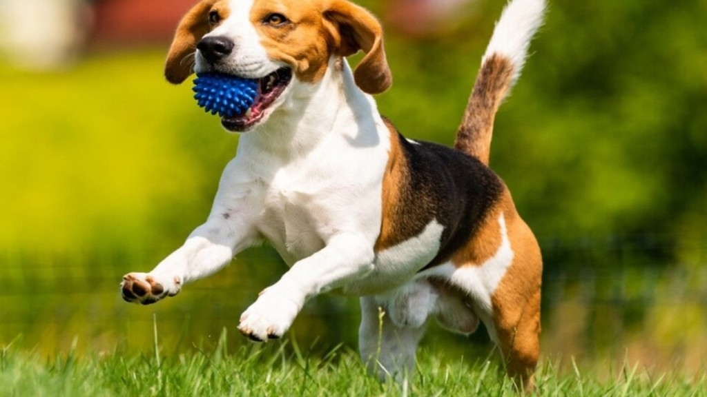 Daniel Salgueiro Brasília: Uma cidade pet friendly