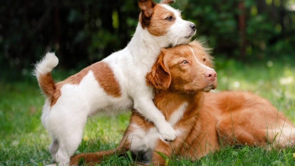 Redação GPS Feira “Audote um Amigo” retorna ao Parque da Cidade com adoção de pets no domingo (25)