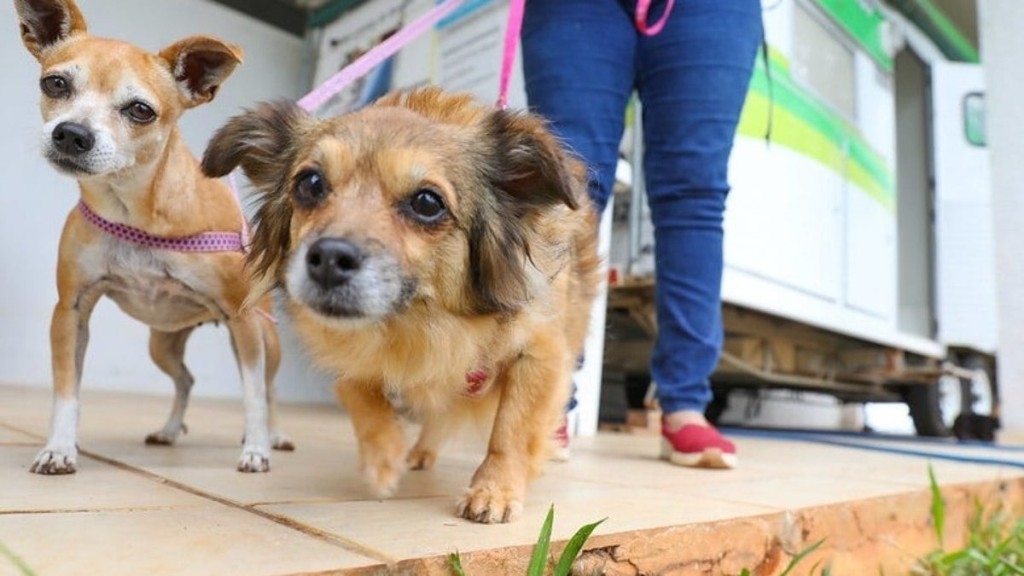 Caio Barbieri DF: projeto usa coleiras refletivas em cães abandonados para evitar atropelamentos