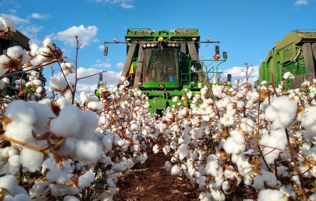 Colheita de algodão alcança 95,6% e pode bater recorde histórico