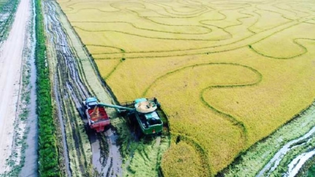 Produção de arroz no RS alcança 7,16 milhões de toneladas apesar de enchentes