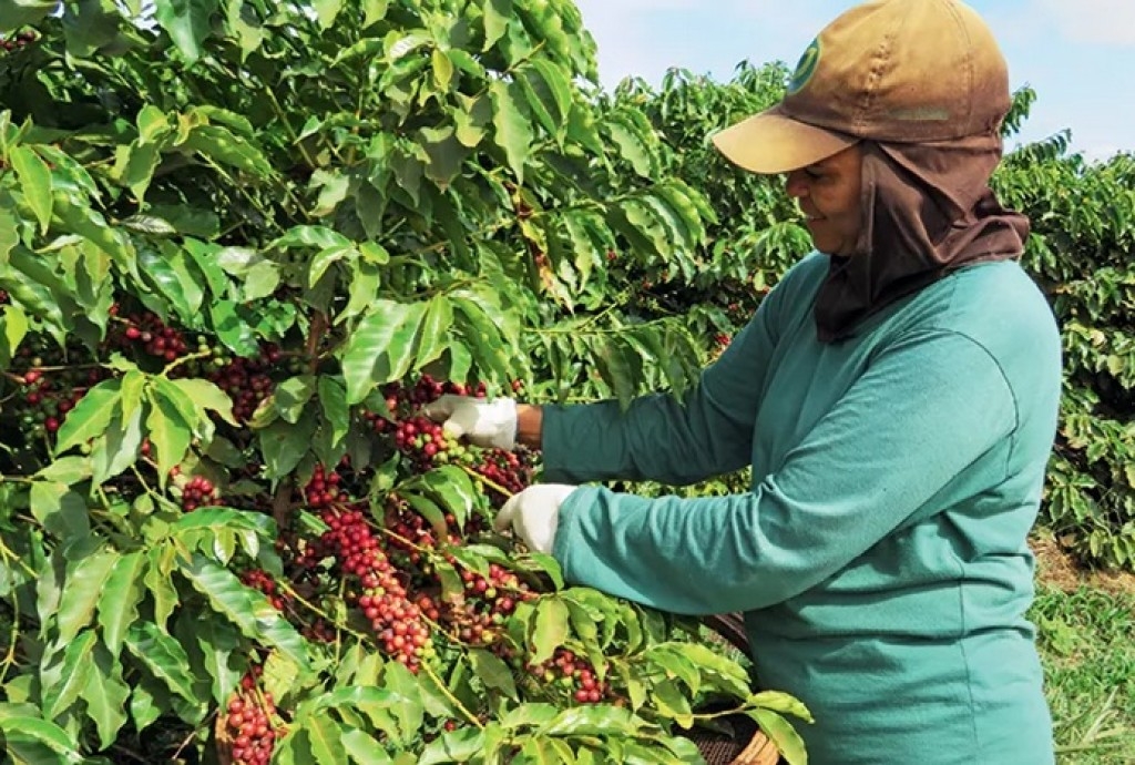 Exportações de café crescem 9,8% em maio; Brasil deve colher 58,81 milhões de sacas