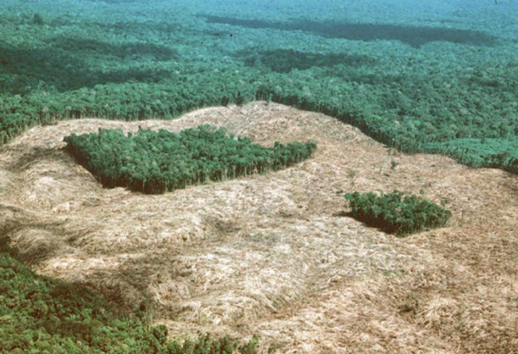 Bird lança R$ 1,2 bilhão em “títulos verdes” para reflorestar a Amazônia