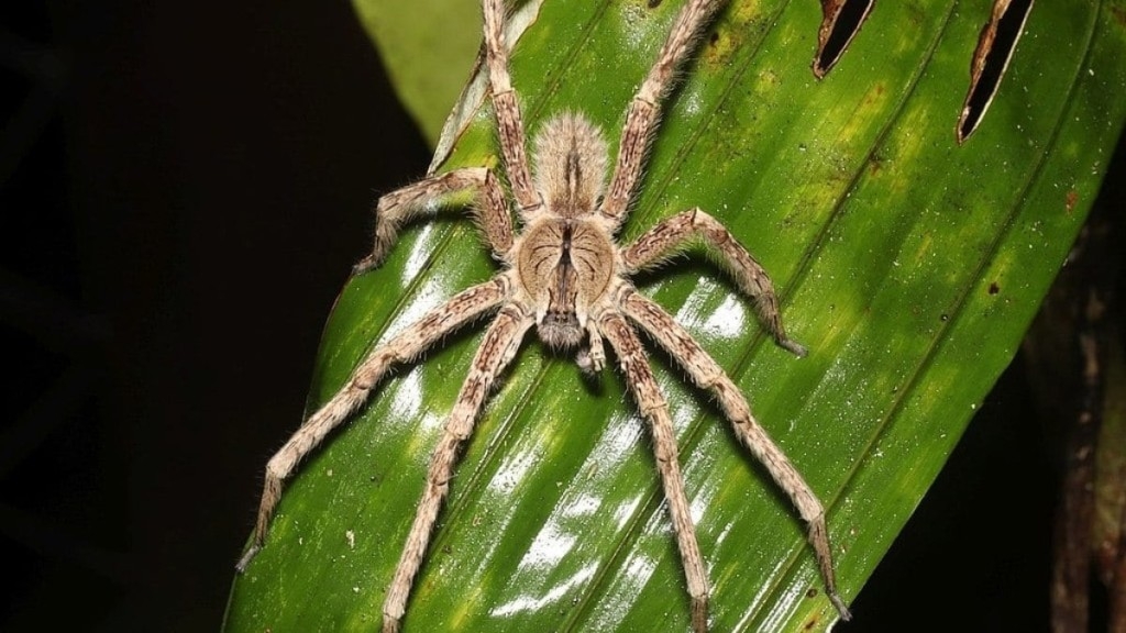 Reprodução A aranha-armadeira também é uma das aranhas venenosas mais famosas do Brasil