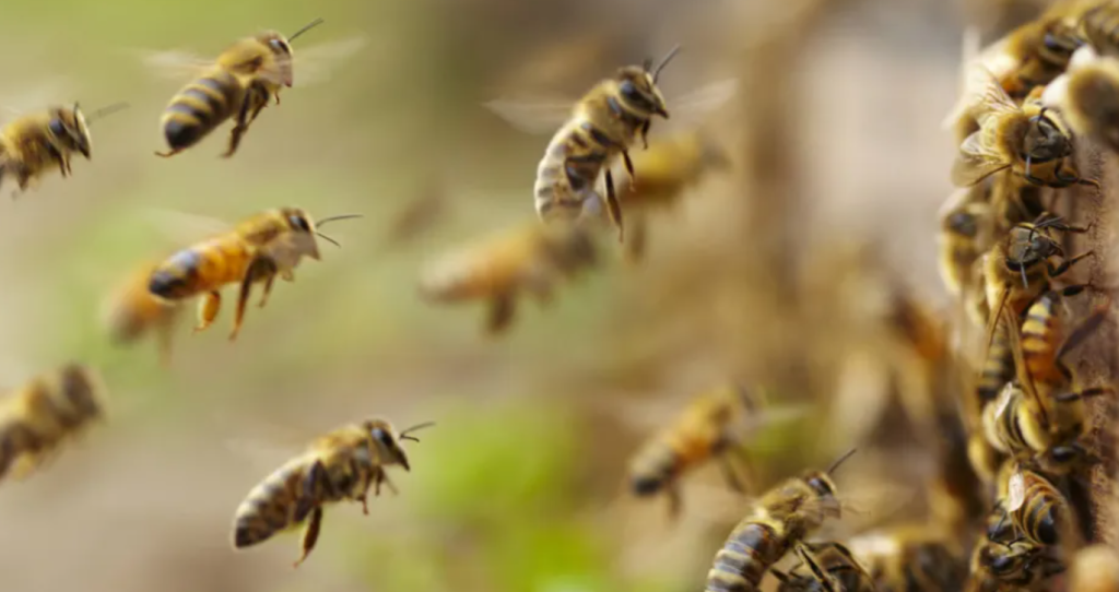 Fabricantes de defensivos investem em aplicativo para proteger abelhas