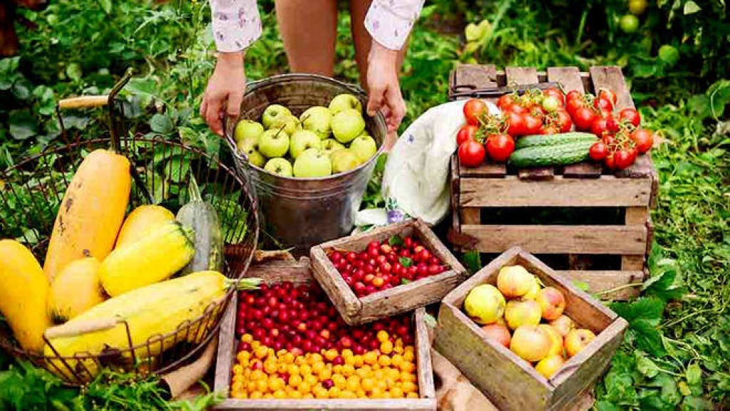 Colheita de frutas: crescimento nas exportações e desafios climáticos no Sul