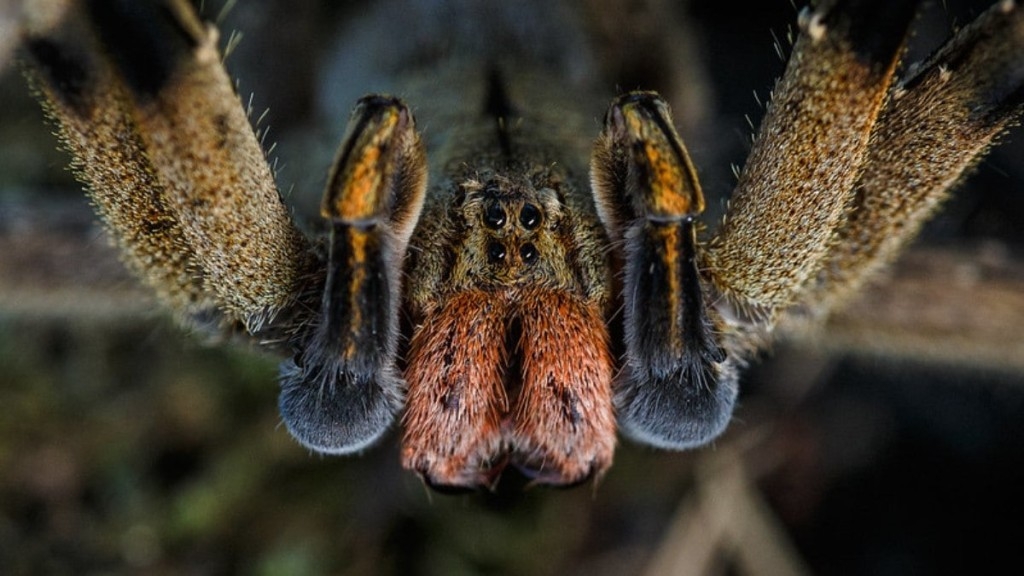 Flickr – Pedro Rocha Aranha armadeira é uma das mais perigosas do Brasil