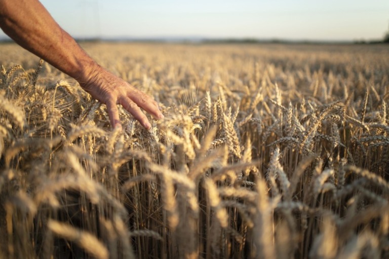 Embrapa lança nova cultivar de trigo que promete revolucionar a produtividade