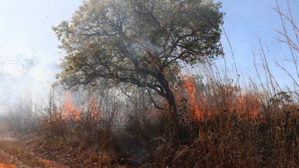 Agência BrasíliaForça-tarefa mobiliza 150 pessoas para conter incêndio na Floresta Nacional de