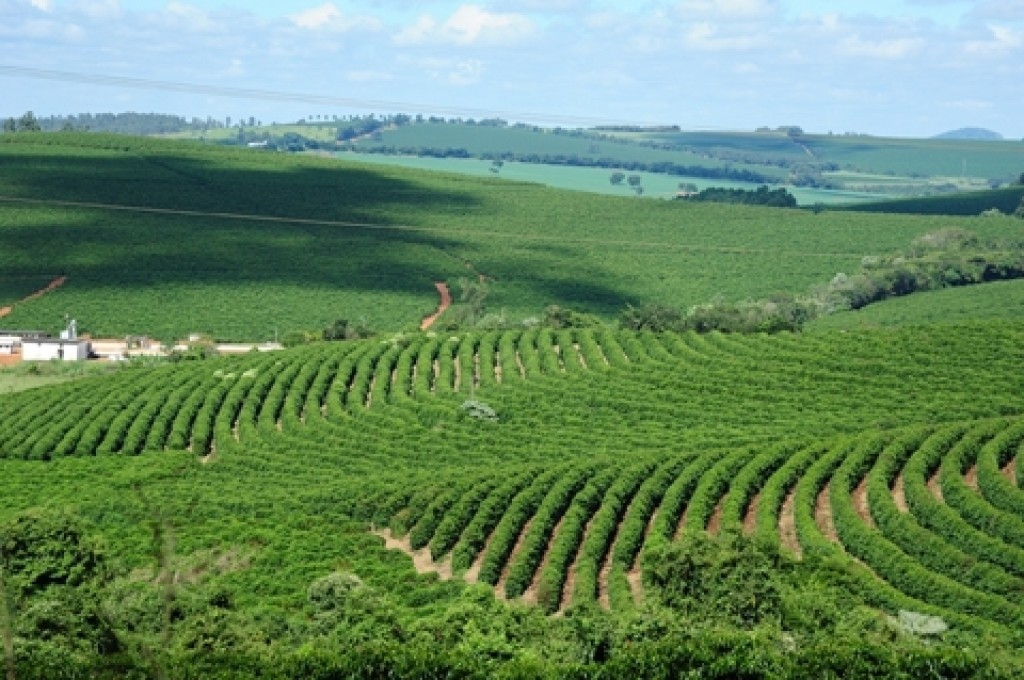 PIB do agronegócio de Minas Gerais ultrapassou R$ 228 bilhões em 2023