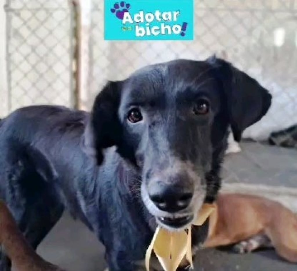 Feira de adoção vai oferecer animais resgatados em rodovias de Marília e região