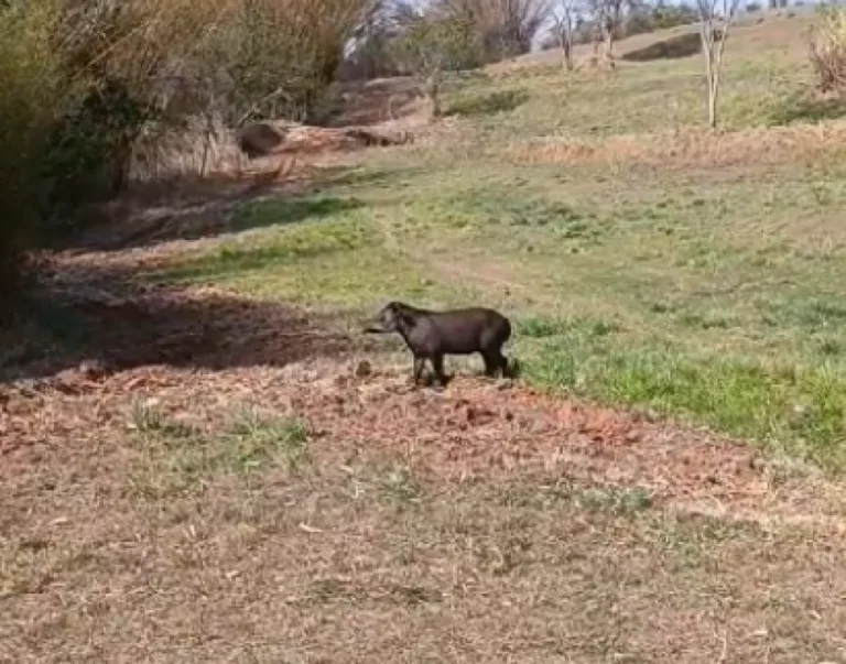 Antas e até onça aparecem em fazenda após queimadas em Pompéia