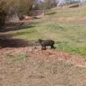 Antas e até onça aparecem em fazenda após queimadas em Pompéia