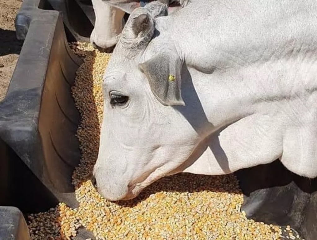 Pesquisa avalia uso de farelo de mamona como alimento para o gado