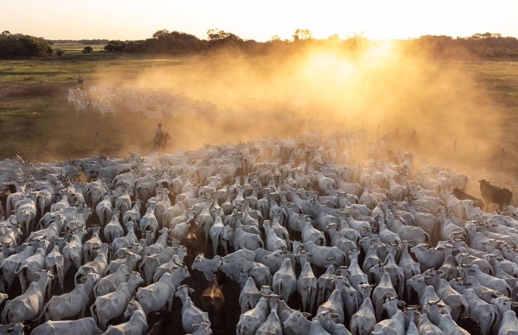 Carne bovina brasileira conquista recorde histórico no primeiro semestre