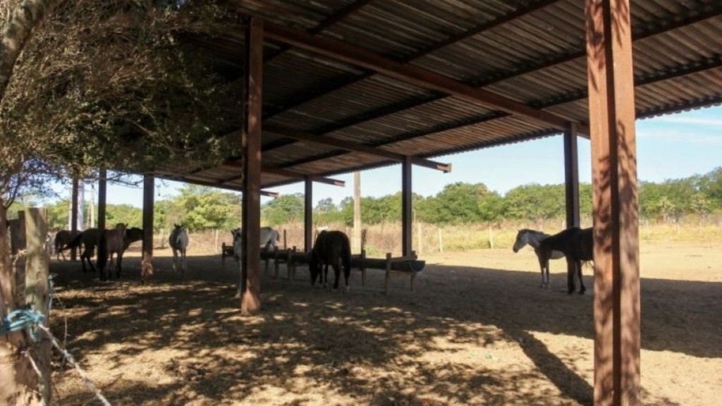 Agência Brasília Novas regras para garantir o bem-estar de animais apreendidos no DF