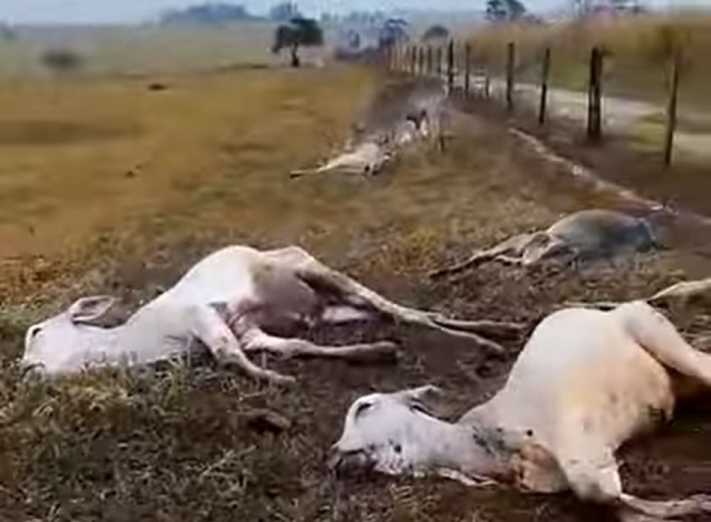 Gado morre de frio em Mato Grosso do Sul; veja vídeo