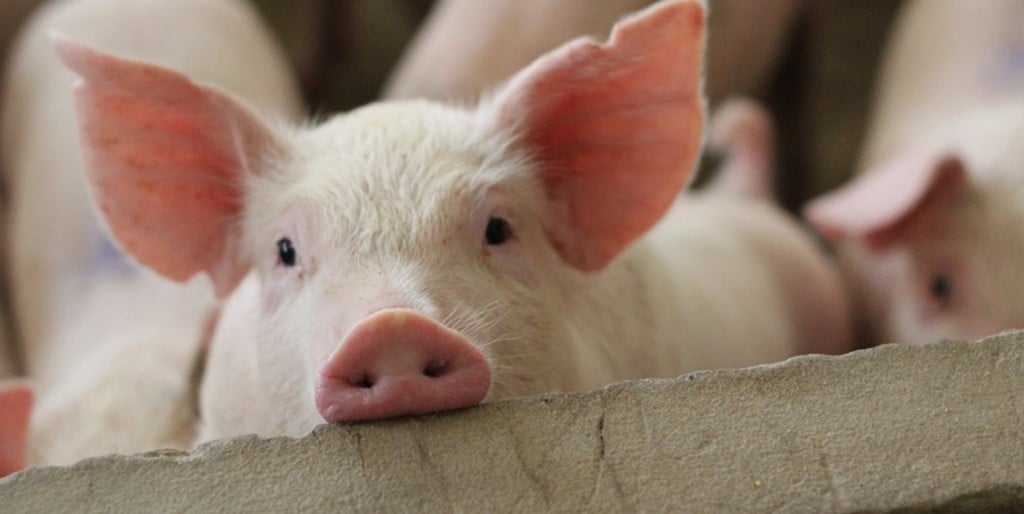 Carne de porco bate recorde de vendas internacionais: R$ 9 bilhões