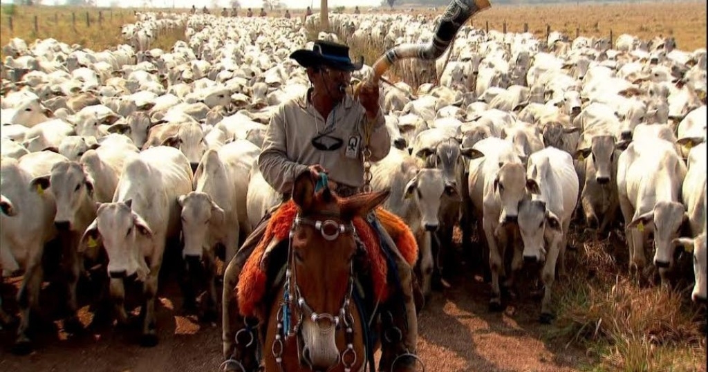 Mato Grosso continua sendo o estado com o maior rebanho bovino do Brasil: 31,5 milhões de animais