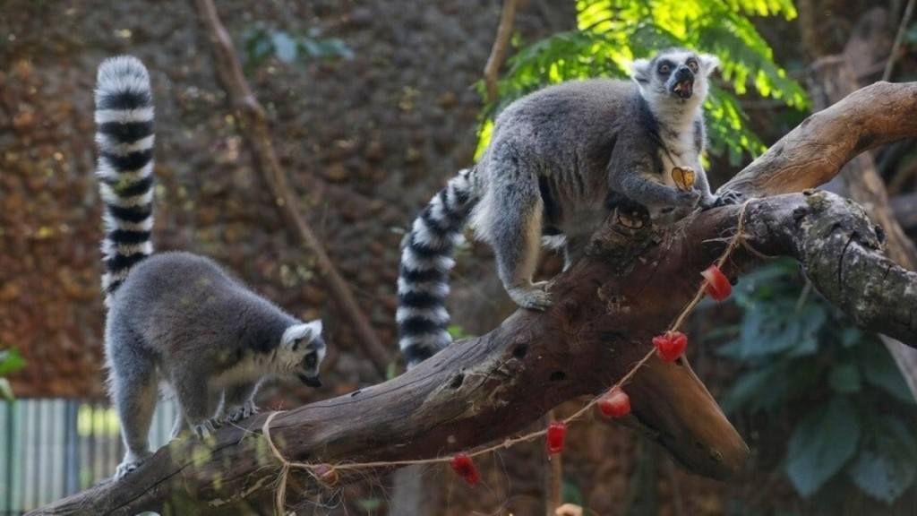 Agência Brasília O amor está no Zoo: equipes fazem ações de Dia dos Namorados para animais