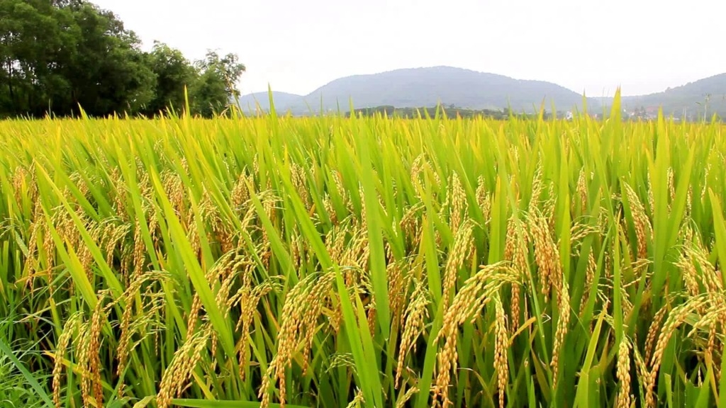 Mercado de arroz enfrenta desafios de logística