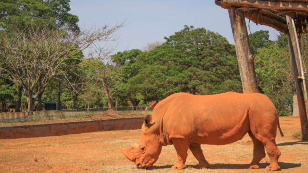 Agência Brasília Zoológico de Brasília abre todos os dias em julho